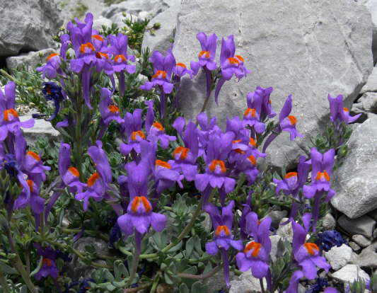 Alpen Leinkraut