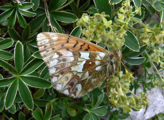 Gro�er Hochalpen Perlmuttfalter