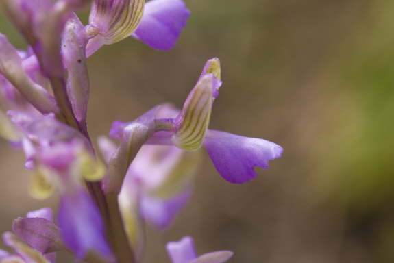 Syrisches Knabenkraut