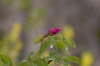 Alpen-Heckenrose