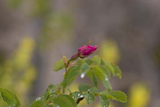 Alpen-Heckenrose