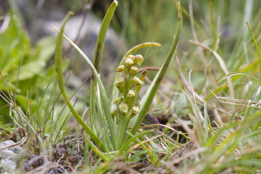 Alpen-Zwergknabenkraut
