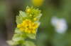 Alpenrachen