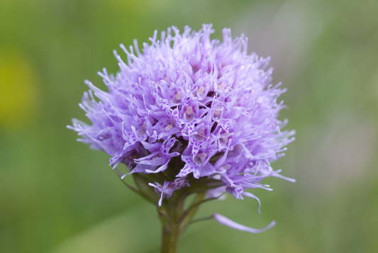 Kugelknabenkraut