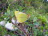 Hochmoor-Gelbling