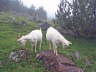 Montafon