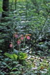 Mocassin Flower