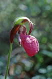 Mocassin Flower
