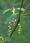 Striped Maple