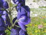 Blauer Eisenhut