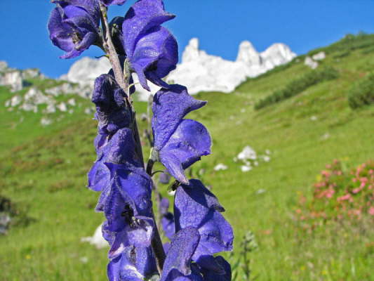 Blauer Eisenhut