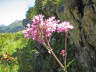 Grauer Alpendost