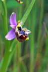 Ophrys annae