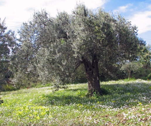 Rhodos