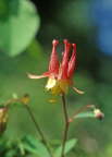 Red Columbine