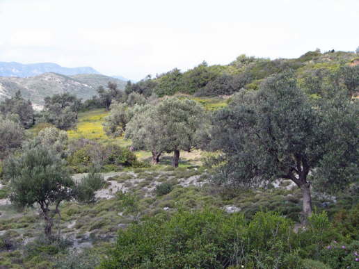 Rhodos