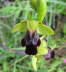 Ophrys attaviria