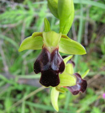 Ophrys attaviria
