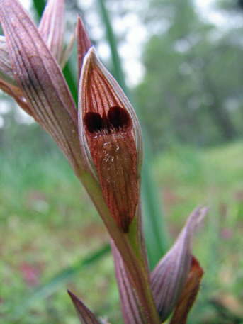 Serapias bergonii