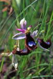 Ophrys bertolonii