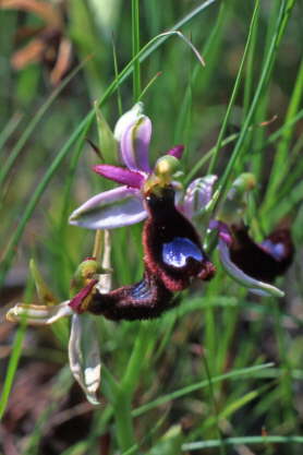 Ophrys bertolonii