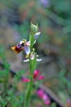 Ophrys biancae