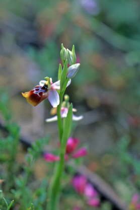 Ophrys biancae