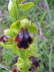 Ophrys blitopertha