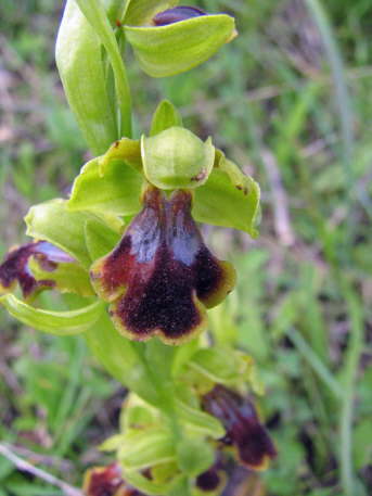 Ophrys blitopertha