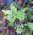 Ophrys bombiliflora