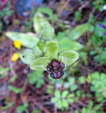 Ophrys bombiliflora