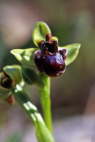 Ophrys bombiliflora