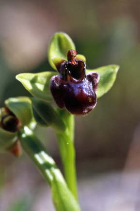 Ophrys bombiliflora