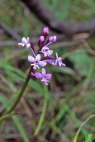 Orchis branciforti
