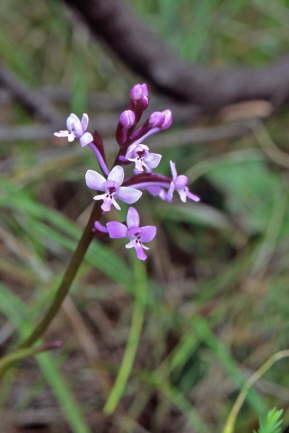 Orchis branciforti