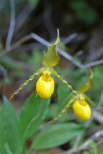 Lady Slipper