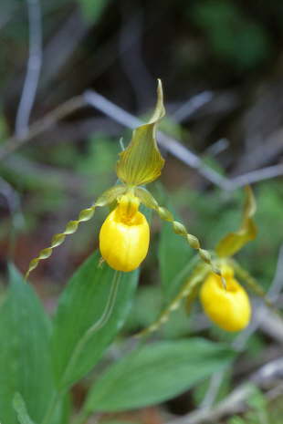 Lady Slipper