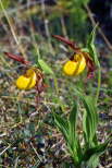 Lady Slipper