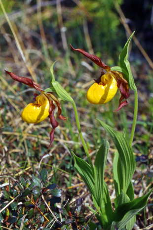 Lady Slipper