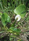 Marsh Calla
