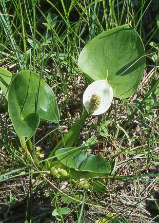 Marsh Calla
