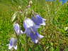 Brtige Glockenblume