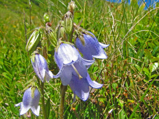 Brtige Glockenblume