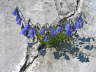 Zwerg-Glockenblume