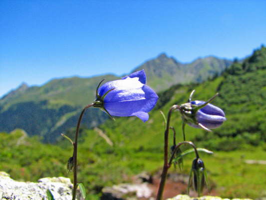 Scheuchzers Glockenblume
