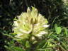 Strau-Glockenblume