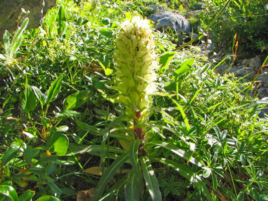Strau-Glockenblume
