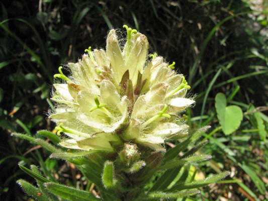 Strau-Glockenblume