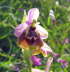 Ophrys candica