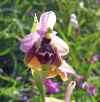 Ophrys candica